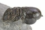 Pelagic Trilobite (Cyclopyge) Fossil - Exceptional Specimen #255355-2